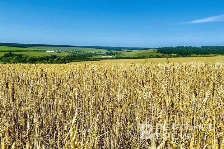 Аграрии Татарстана собрали более 4 млн тонн зерна