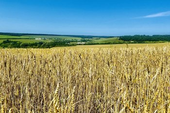 Аграрии Татарстана собрали более 4 млн тонн зерна