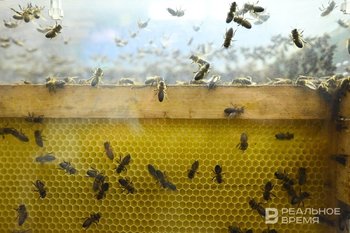 В Татарстане за год произвели 4 тыс. тонн меда