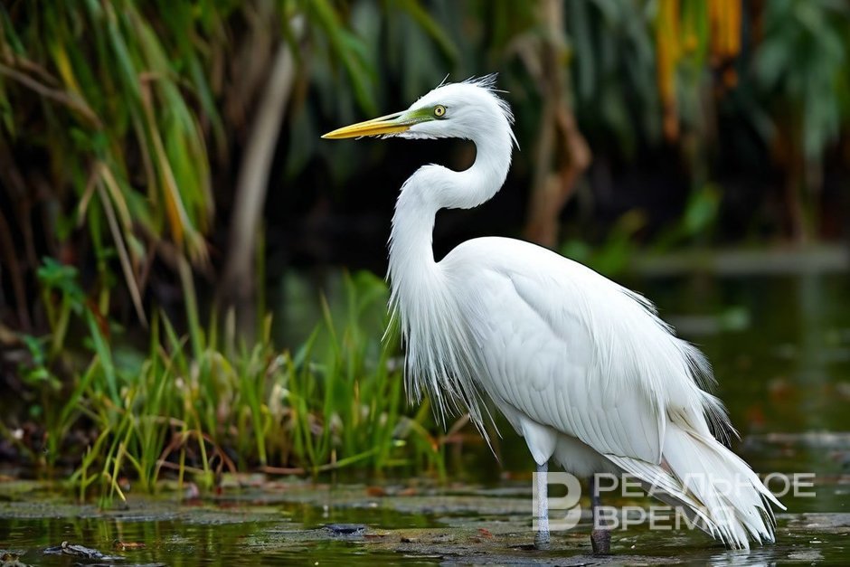 В Татарстане создадут заказник «Места гнездования большой белой цапли»