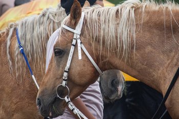 Минниханов и Шаймиев посетили конно-спортивные соревнования в честь Сабантуя в Казани