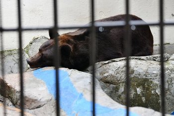 В Казанском зооботсаду медведь Фома отправился в зимнюю спячку