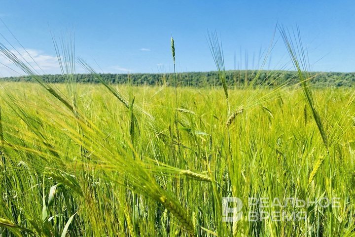 В Татарстане убрано 7% посевов зерновых при средней урожайности 47,3 ц/га