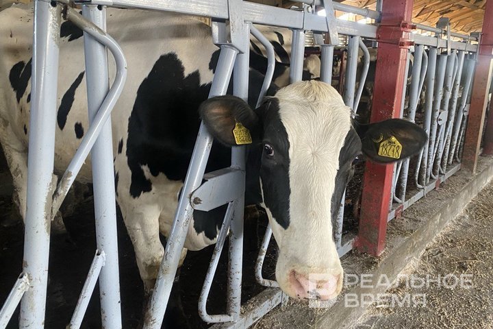 В Балтасинском районе Татарстана прокуратура выявила нарушения на ферме из-за бруцеллеза