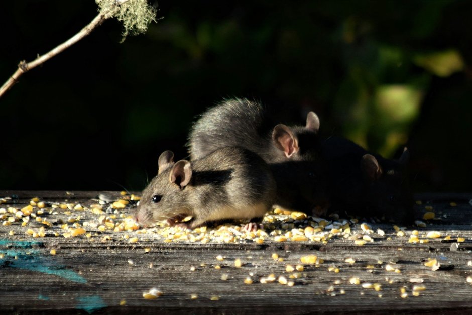 Как татарстанцу начать дачный сезон без угрозы почкам? В РПН напомнили о безопасной уборке на участках