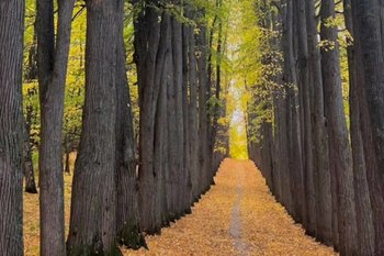 По парку усадьбы Нарышкиных-Паулуччи в Татарстане назначена повторная экспертиза