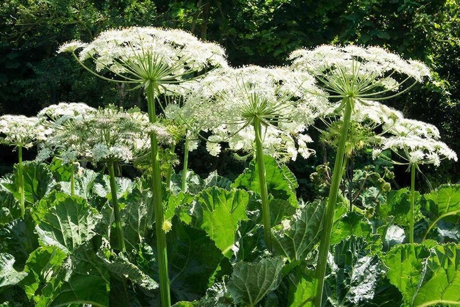 Финансирование борьбы с борщевиком в Татарстане увеличили в два раза