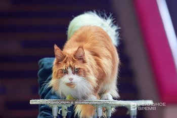 Госдума утвердила штрафы до 30 тысяч рублей за нарушение правил содержания животных