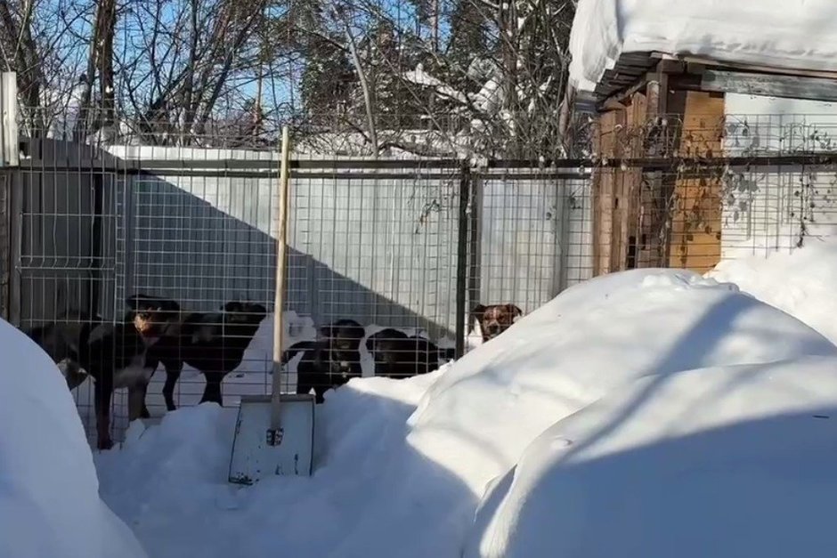 В поселке Васильево собаки из частного двора напали на пенсионера