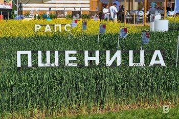 «В республике перепроизводство зерна, а окон отгрузки очень мало»