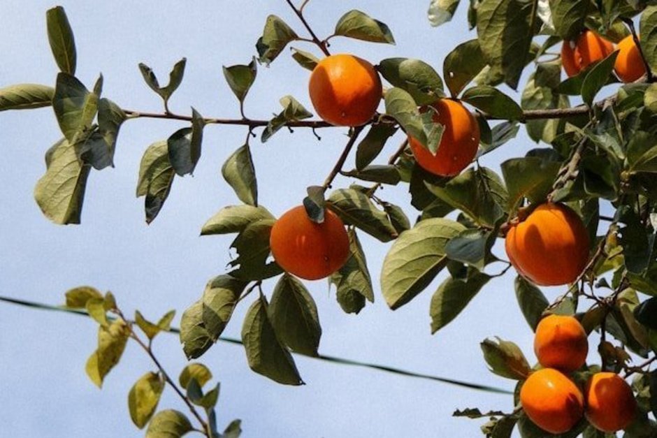 В России с 2026 года введут новый ГОСТ на хурму