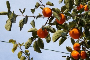 В России с 2026 года введут новый ГОСТ на хурму