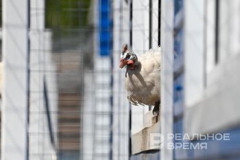 Россия возобновила экспорт мяса птицы на Филиппины после снятия ограничений