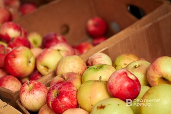 Путин о российских яблоках: «Мало еще, надо больше»