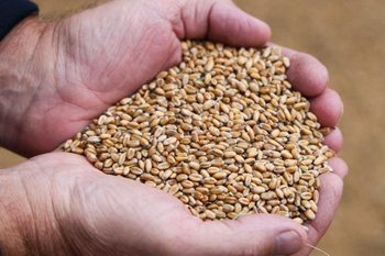 Казанские ученые нашли замену химическим удобрениям для пшеницы