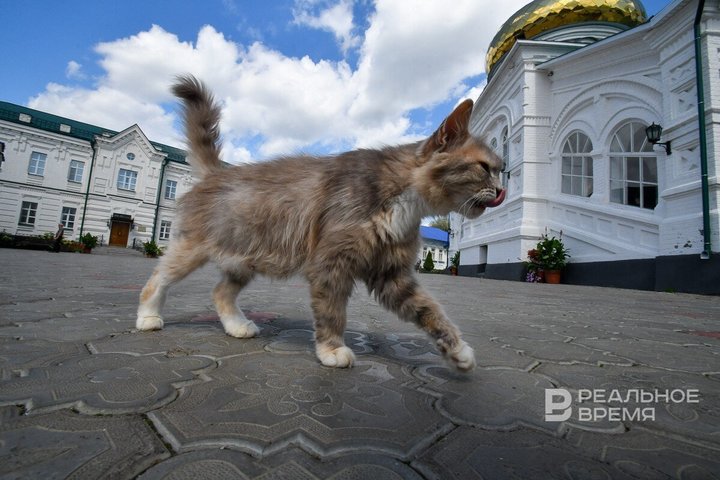 Власти Татарстана планируют ограничить число домашних животных в квартирах