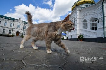 Власти Татарстана планируют ограничить число домашних животных в квартирах