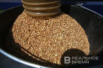 «Продаем зерно ниже себестоимости»: фермеры Татарстана ожидают снижения урожая