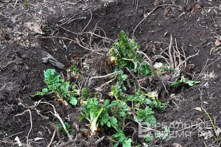 Татарстан выделит 25 млн рублей на борьбу с борщевиком Сосновского