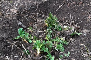 Татарстан выделит 25 млн рублей на борьбу с борщевиком Сосновского