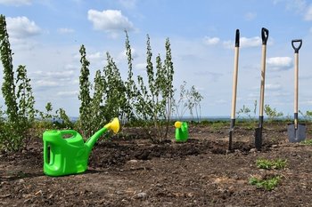 В Татарстане стартовал лесокультурный сезон 2025 года