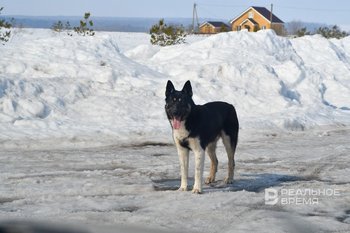 Задачи по уничтожению собак нет — опасность представляет стая