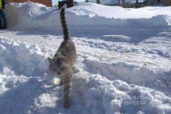 «Это отрава для собак и кошек»: сухие корма в России подорожали ниже уровня инфляции