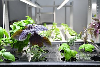 В Татарстане выявили 76 случаев превышения количества пестицидов в растительной продукции