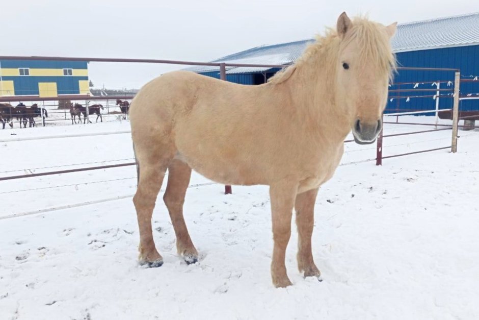 Жеребца специальной татарской породы продемонстрируют на ВДНХ в Москве