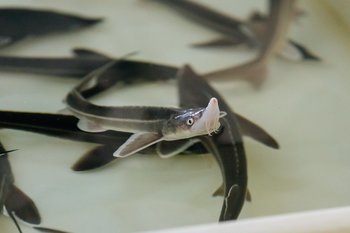 Более 170 тысяч мальков стерляди пополнили Куйбышевское водохранилище