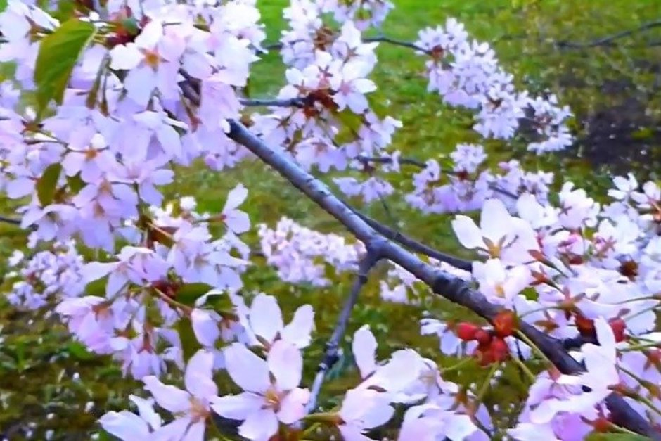 Жители Поволжья активнее бронируют отели в Японии на период цветения сакуры