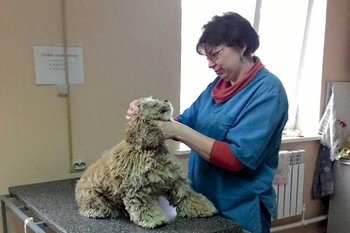 В Татарстане планируют выплачивать 500 тыс. рублей молодым ветеринарам в селе