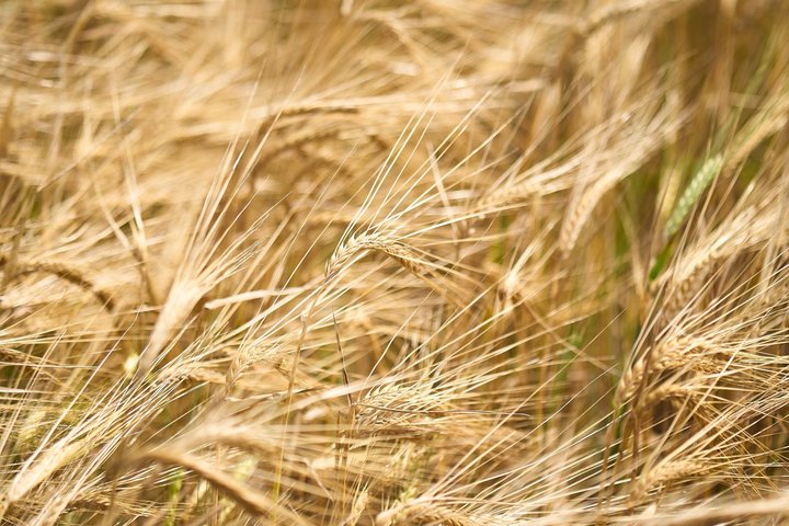 Спрос на работников сельского хозяйства в Татарстане снизился на треть