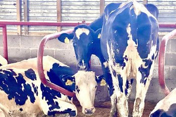 В Татарстане зарегистрировали семь неблагополучных пунктов по бешенству