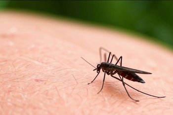 В России создали тест для диагностики лихорадки денге — в Нигерии зафиксировали вспышку