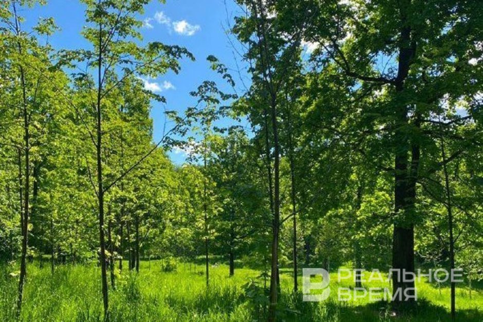 В Татарстане созданы два новых природных заказника: «Мокрые Курнали» и «Болото сфагново-верховое»