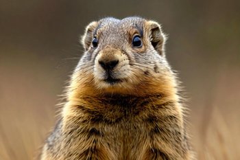 В Татарстане появился новый природный заказник «Колония сурков»