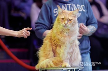 Умные кормушки для животных могут стать способом для слежки за их хозяевами