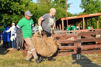 Муфтий назвал цены на жертвенных животных в Курбан-байрам
