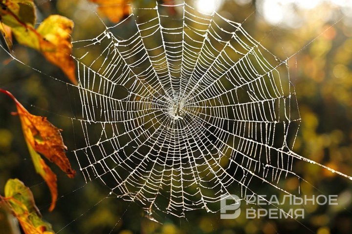 Ядовитые пауки-осы заполонили Татарстан из-за аномальной жары