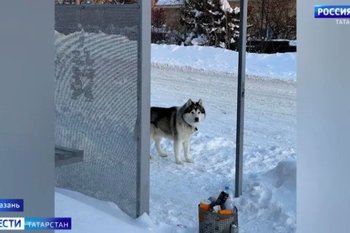 В Салмачах собака покусала четырех человек, включая детей