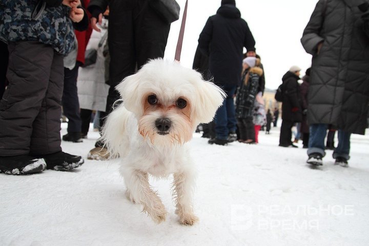 Татарстанцам напомнили о регистрации домашних собак