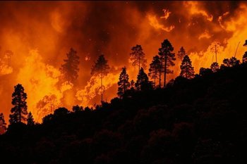 В России за сутки потушено 39 лесных пожаров в 21 регионе