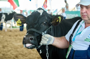 Татарстан вошел в топ-5 лидеров России по продукции ЛПХ