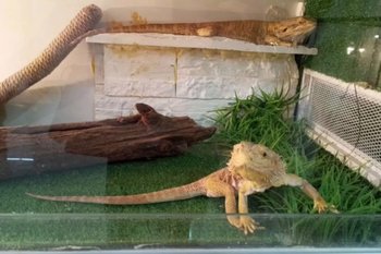 Прокуратура Набережных Челнов выявила нарушения на зоовыставке «Экзотеррариум»