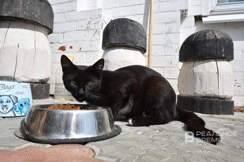 Правительство России утвердило правила маркировки кормов для животных и ветеринарных лекарств