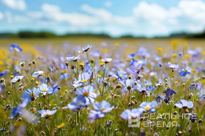 Татарстан уступил Удмуртии и Нижегородской области по сбору льна-долгунца в ПФО
