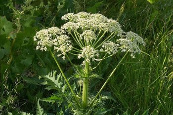 Кабмин Татарстана определил перечень опасных чужеродных растений