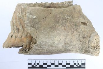 В Нижнем Новгороде археологи нашли зуб мамонта в Почаинском овраге