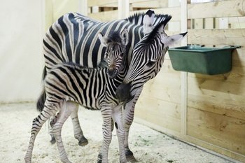 В Казанском зооботсаду родилась зебра